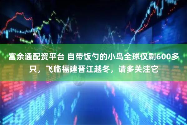 富余通配资平台 自带饭勺的小鸟全球仅剩600多只,飞临福建晋江越冬,请多关注它