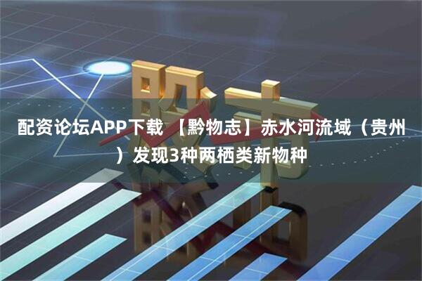 配资论坛APP下载 【黔物志】赤水河流域（贵州）发现3种两栖类新物种