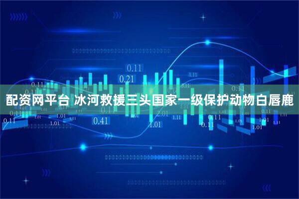 配资网平台 冰河救援三头国家一级保护动物白唇鹿